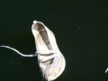 DSCF0767.JPG